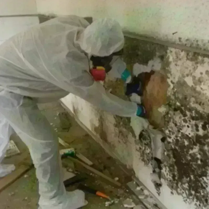 Mold Remediation and Removal in Warren, ME